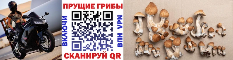 Псилоцибиновые грибы мицелий продажа наркотиков Сольвычегодск